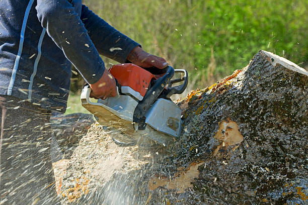 Tree Service Company in Homeland, GA